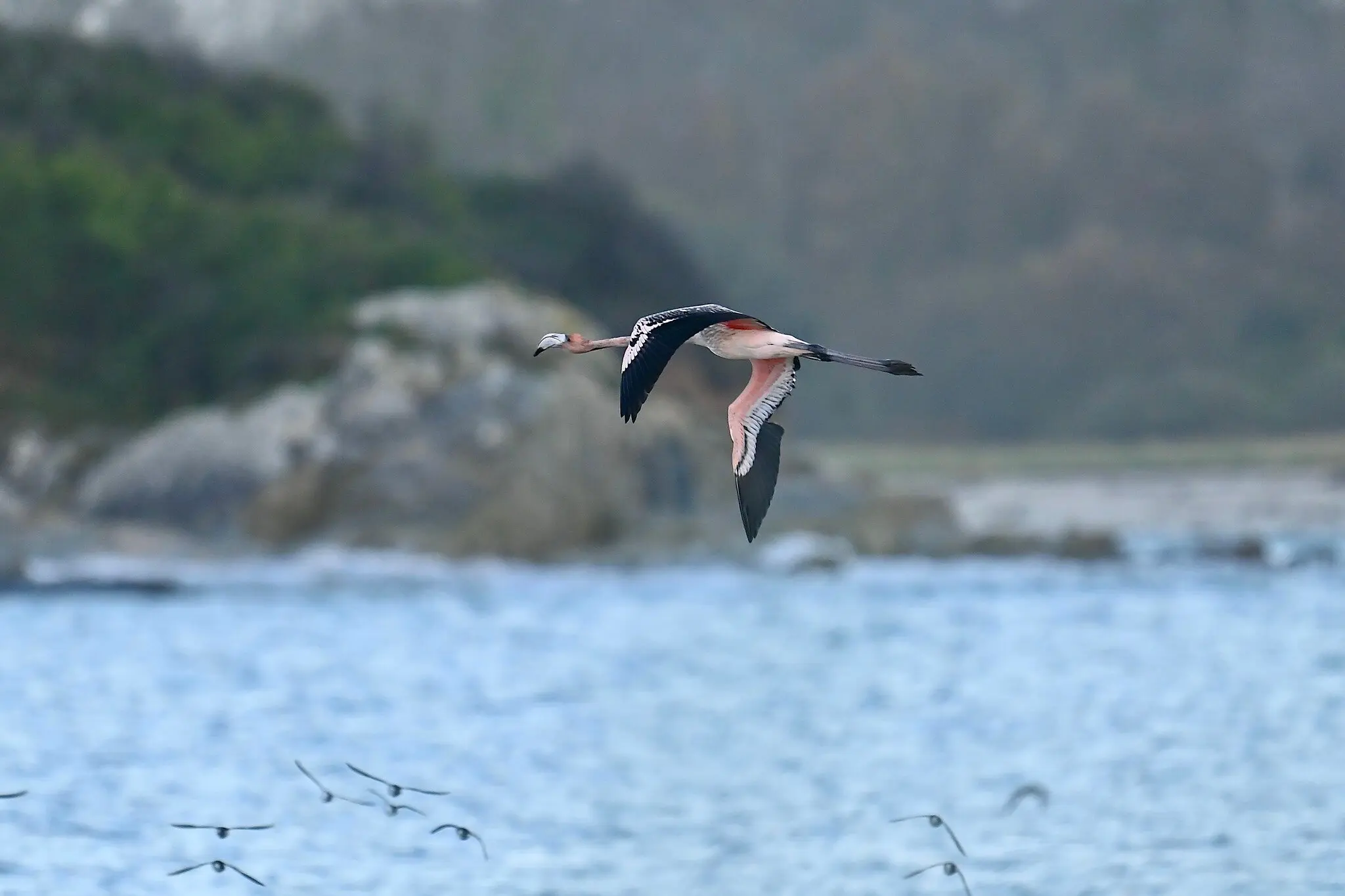 Втеча фламінго Френкі: що історія з Британії каже про зоопарки й дикість